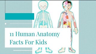 Amazing Human Anatomy Facts for Kids