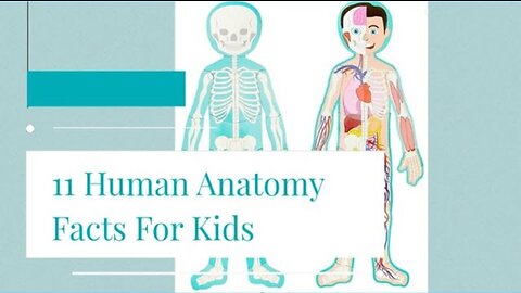 Amazing Human Anatomy Facts for Kids