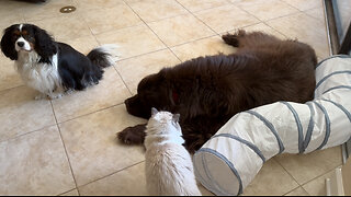 Ragdoll Playfully Attacks Giant Newfy From Inside His Tunnel