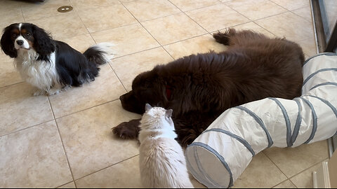 Ragdoll Playfully Attacks Giant Newfy From Inside His Tunnel