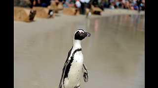 Watch: These two off-leash dogs allegedly killed approximately 16 endangered penguins