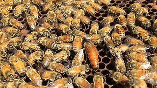 How to re-queen a honeybee hive.