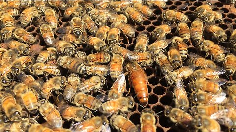 How to re-queen a honeybee hive.