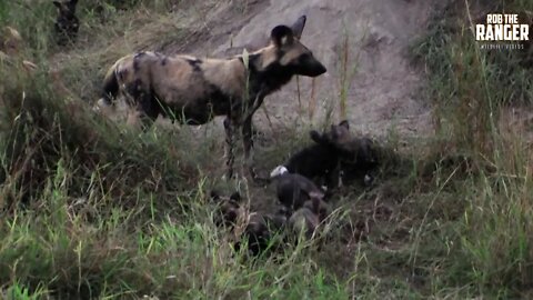Painted Wolf/Wild Dog Den Site | Archive Footage