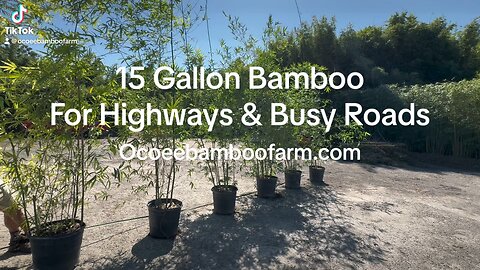 Highway Noise & Sounds Of Busy Roads - Check This Out - Ocoee Bamboo Farm 497-777-4807