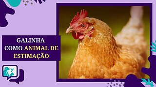 GALINHA como ANIMAL DE ESTIMAÇÃO