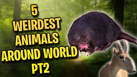 5 WEIRDEST ANIMALS AROUND WORLD [PT2]!
