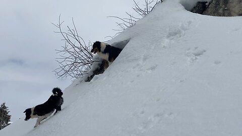 English Shepherds on the mountain