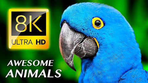 AWESOME ANIMALS 8K ULTRA