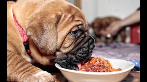 Prepper Dog Feeding Mastiff Puppies a Homemade Raw Food Diet!