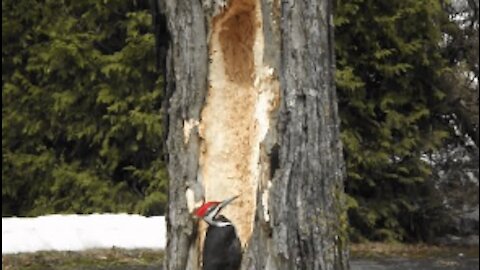 Never Give Red Bull To A Woodpecker!