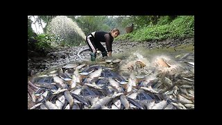 Catching wild fish | Find a wild lake with a water pump | caught a lot of fish in the lake Ep13