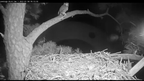 Female Great Horned Owl Makes a Quick Visit 🦉 1/14/22 19:12