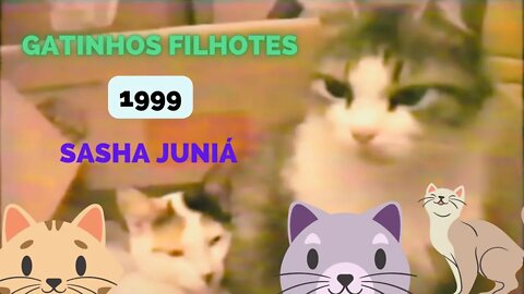 Nascimento dos Gatinhos da SASHA JUNIA em 18 de setembro de 1999 VHS original