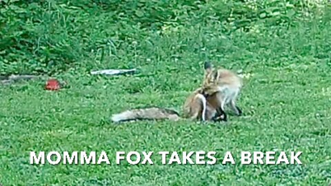 Momma Fox Takes A Break