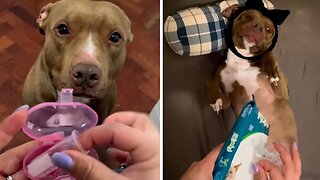 Pampered Pup Has The Most Outlandish Bedtime Routine