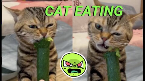 Awesome cat video - cute cat video - cat eating video