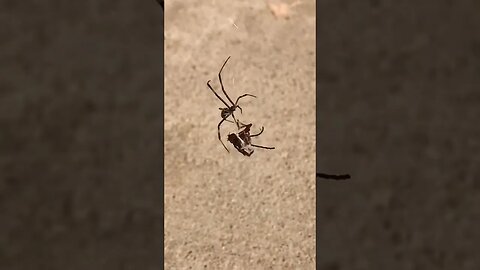 A spider bite can kill you!