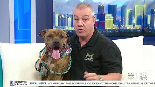 Pet of the week: Tigger