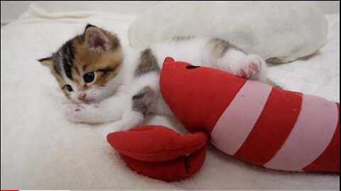 How kitten Nico made a new friend Mr.shrimp