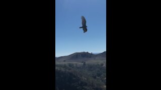 Falcons and Vultures at Castle Rock