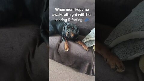 He Swapped The Bed 🛏️ For The Sofa 😂 Rottweiler Dog