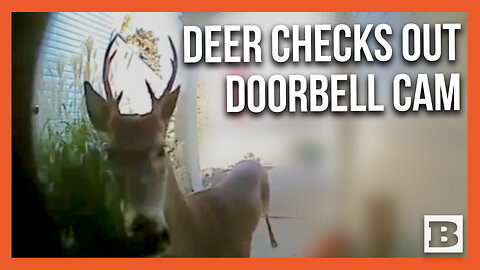 DING DONG DITCH! Deer Sneaks Up to Doorbell Camera, Then Bolts Away