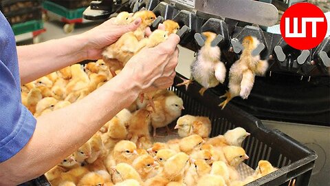 Chicken Hatchery Technology | Inside Modern Chickens Farm