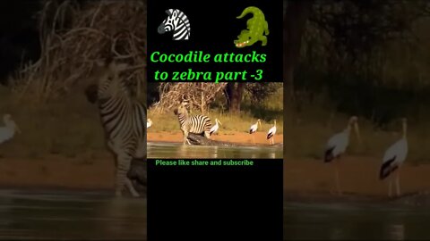 Cocodile attack to zebra 🦓 part - 3 #shorts #shortvideo #youtubeshorts