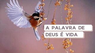 Manhã Com Deus 26/02 — A Palavra de Deus é Vida