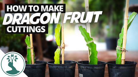 How to Make Dragon Fruit Cutting | SUPER EASY! - Propagating Dragon Fruit From Cuttings