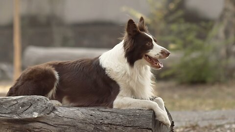 Dog sitting on the log - Stress free