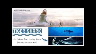 The AMAZING Feeding Habits Of The Sand Tiger Shark ~ Courtship And Mating ~