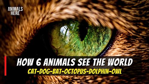 HOW ANIMALS SEE THE WORLD? #animals #pov #wild #cat #dog #owl #dolphin #octopus #bats #rumble