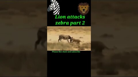 Lion attack to Zebra 🦓 part - 2 @2022, #shorts #shortvideo #youtubeshorts
