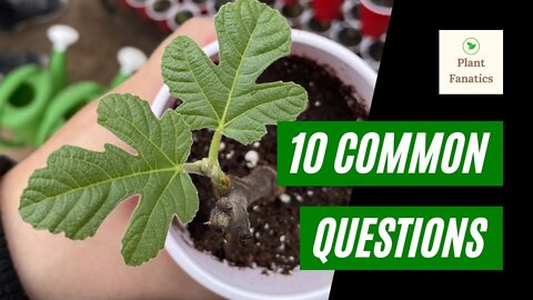 10 Reasons Your Fig Cuttings Died!! | Mistakes Made While Rooting Fig Trees!! | Simple Fixes To wow