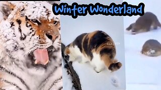 Winter Wonderland: Adorable Animals frolicking in the Snow