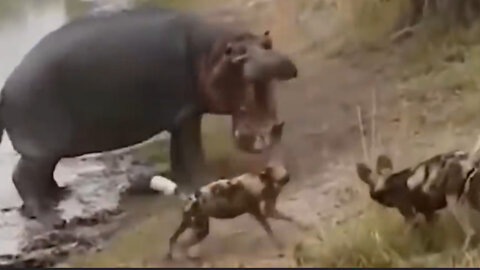 When a pack of wild dogs tries to snatch their prey from a hippo