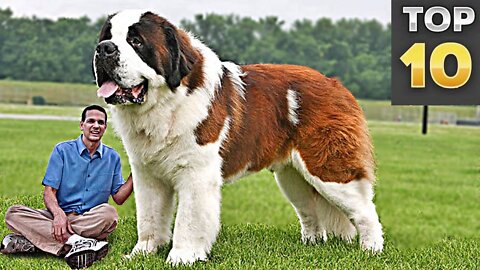 Top 10 Biggest Dogs In The World | 2021