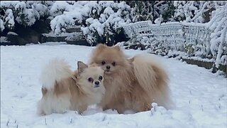 Vito & Picasso joy in the snow