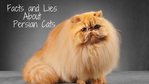 Facts and Lies About Persian Cats