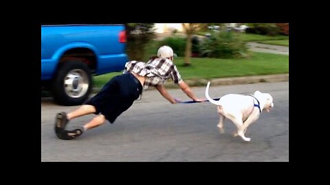 OLD DOG NEW FAILS | dogs failing complition