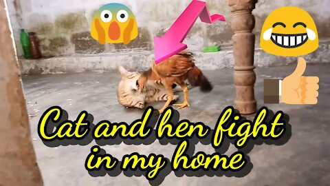 Cat and hen Fight in my home