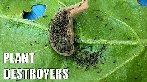 Cluster Caterpillars | Aquaponic & Veggie Patch Plant Destroyers
