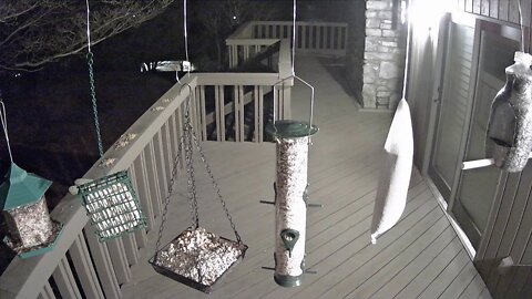 Live Stream Bird Feeder Ashville NC