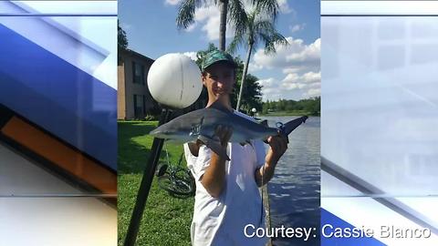 Tampa residents shocked to find bull sharks in Hillsborough River-Digital Short