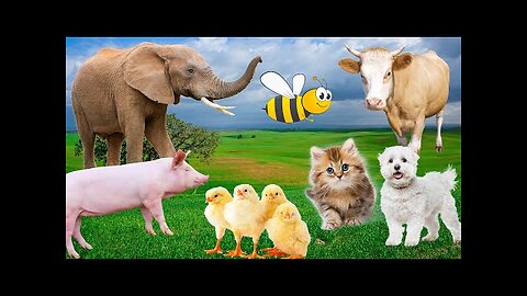 Farm animals, animal sounds: cow, chicken, pig, elephant, duck, cat sound