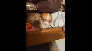 Chihuahuas stealing pillows