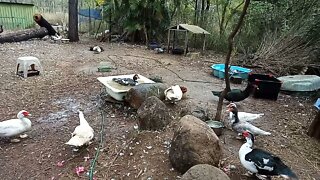 Muscovy ducks just hanging around 13th June 2021