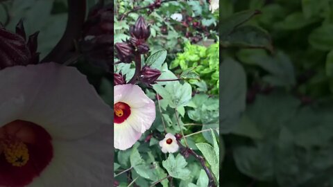 When to harvest Roselle Hibiscus calyxes